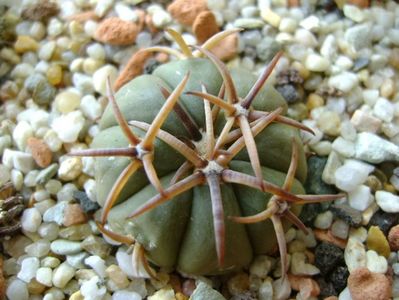 Echinocactus horizonthalonius, San Rafael, Galeana, NL