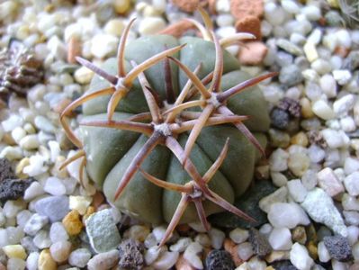 Echinocactus horizonthalonius, San Rafael, Galeana, NL