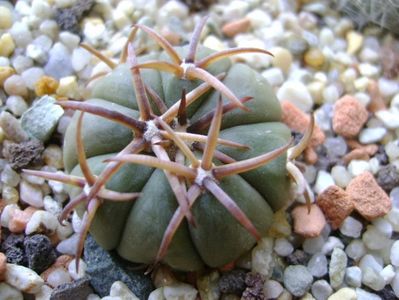 Echinocactus horizonthalonius, San Rafael, Galeana, NL