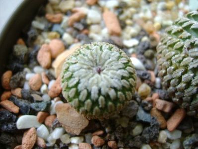 Turbinicarpus pseudopectinatus v. rubriflorus, MZ 736 Dr Arroyo, NL; 27 dec. 2017
