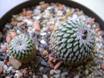 Turbinicarpus pseudopectinatus v. rubriflorus, MZ 736 Dr Arroyo, NL & Turbinicarpus pseudopectinatus; 27 dec. 2017
