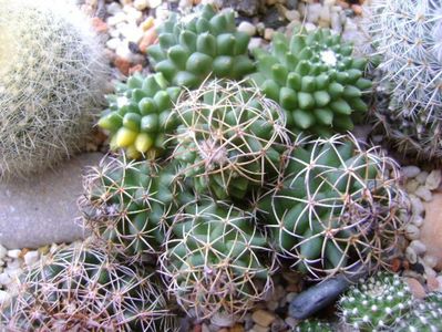 Mammillaria polythele cv. Stachellos & Mammillaria polythele ssp. obconella; colonie formata din 3 varietati de Mammillaria polythele
