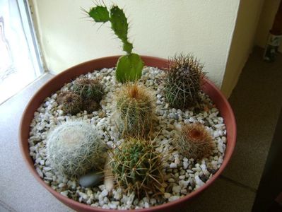 Grup de 7 cactusi; M. estanzuelensis 
M. rhodantha
Lobivia cinnabarina 
Lobivia aculeata 
Notocactus schlosseri
Notocactus magnificus
Opuntia sp.
