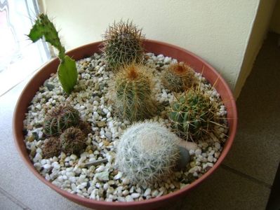 Grup de 7 cactusi; M. estanzuelensis 
M. rhodantha
Lobivia cinnabarina 
Lobivia aculeata 
Notocactus schlosseri
Notocactus magnificus
Opuntia sp.
