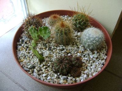 Grup de 7 cactusi; M. estanzuelensis 
M. rhodantha
Lobivia cinnabarina 
Lobivia aculeata 
Notocactus schlosseri
Notocactus magnificus
Opuntia sp.
