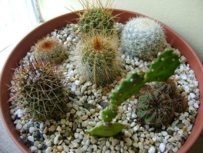 Grup de 7 cactusi; M. estanzuelensis 
M. rhodantha
Lobivia cinnabarina 
Lobivia aculeata 
Notocactus schlosseri
Notocactus magnificus
Opuntia sp.
