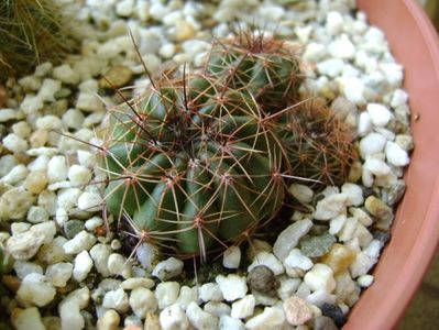 Lobivia (Echinopsis) cinnabarina