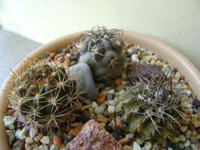 Grup de 3 cactusi; Acanthocalycium glaucum
Weingartia lanata
Pyrrhocactus floccosus = Eriosyce taltalensis v. floccosa
