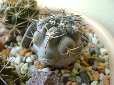 Acanthocalycium glaucum