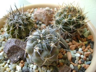 Acanthocalycium glaucum