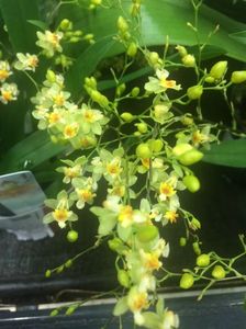 5.01.2018 Oncidium