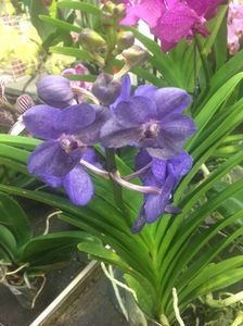 Vanda