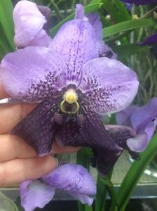 Vanda