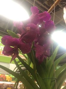 Vanda