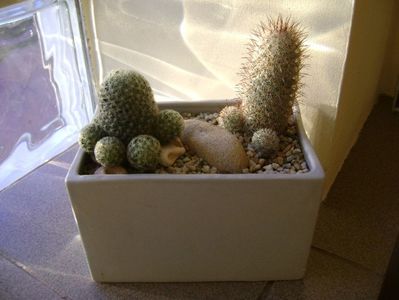 Grup de 2 cactusi; Mammillaria shiedeana ssp. giselae
Mammillaria microhelia

