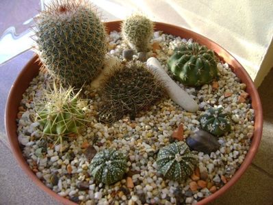 Grup de 8 cactusi; Lobivia arachnacantha v. densiseta
Matucana polzii
Aylostera fiebrigii 
Ferocactus glaucescens
Notocactus scopa
Astrophytum asterias hb. (3 exemplare)
Mamm. matudae
