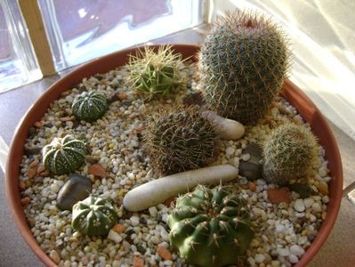 Grup de 8 cactusi; Lobivia arachnacantha v. densiseta
Matucana polzii
Aylostera fiebrigii 
Ferocactus glaucescens
Notocactus scopa
Astrophytum asterias hb. (3 exemplare)
Mamm. matudae
