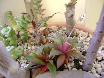 Crassula orbicularis