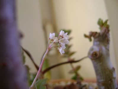 Crassula orbicularis