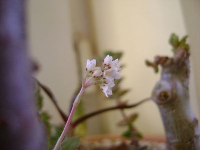 Crassula orbicularis