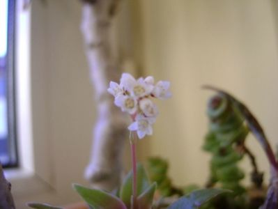 Crassula orbicularis