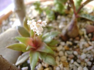 Crassula orbicularis