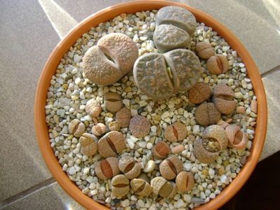 Lithops