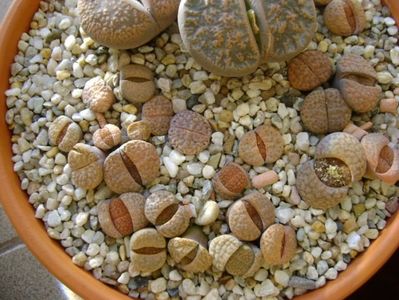 Lithops