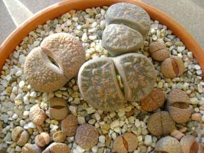 Lithops