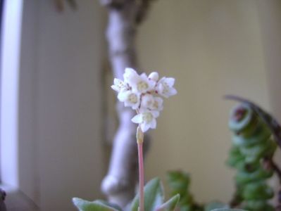 Crassula orbicularis