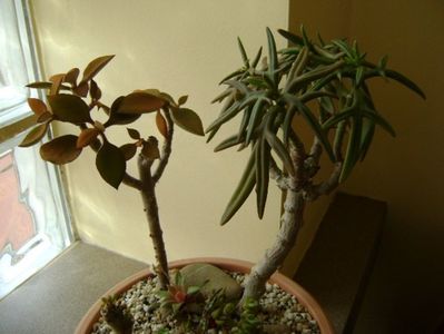 Kalanchoe orgyalis & Kalanchoe hb. Elk Antlers