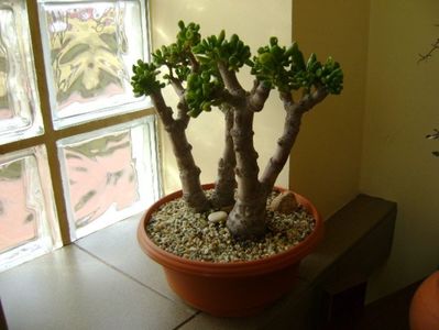 Crassula ovata hobbit