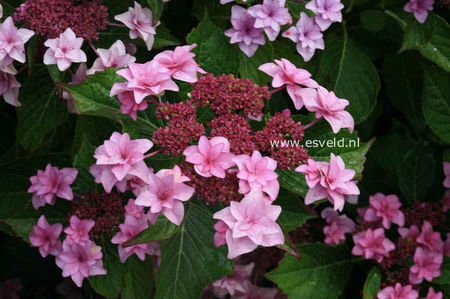Hydrangea-macrophylla-Etoile-Violette