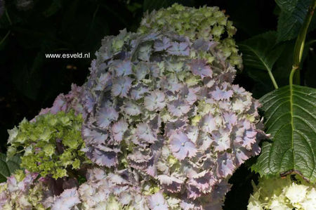 Hydrangea-macrophylla-Frillibeth