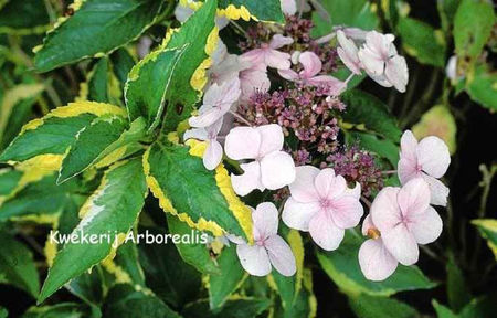 Hydrangea-macrophylla-Lemon-Wave