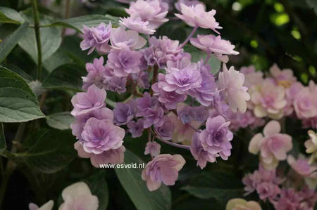 Hydrangea-macrophylla-Youmefour-PASSION