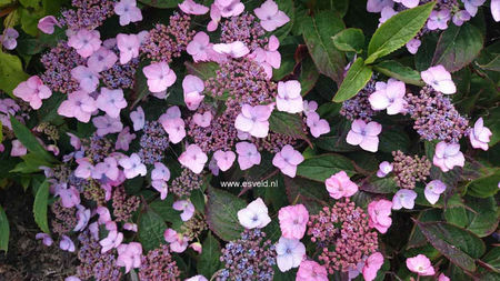 Hydrangea-serrata-Spreading-Beauty
