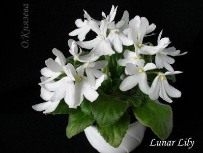 Lunar Lily White poza net