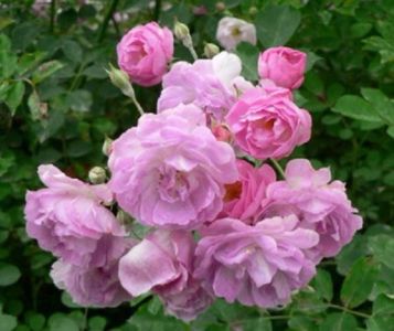 Trandafir catarator roz  din seminte