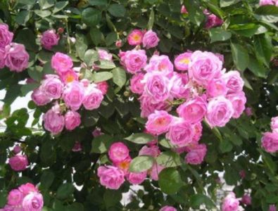 Trandafir roz catarator din seminte
