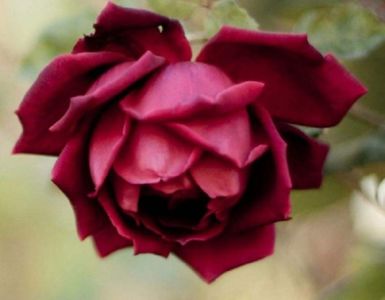 Trandafir rosu din seminte; 10 seminte - 5 RON

