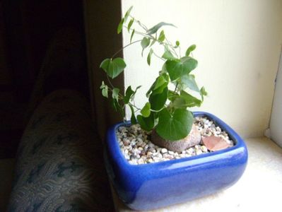 Dioscorea elephantipes