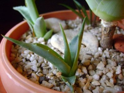 Agave attenuata & 3 agave din seminte