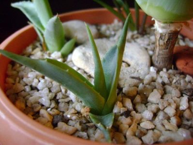 Agave attenuata & 3 agave din seminte