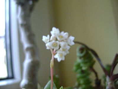 Crassula orbicularis