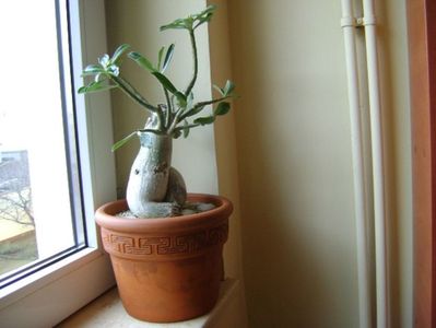 Adenium obesum; dec. 2017
