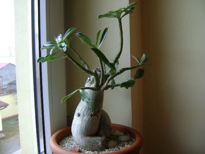 Adenium obesum