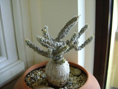 Euphorbia suzannae-marnierae