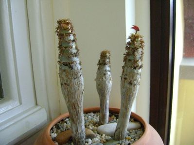Jatropha podagrica