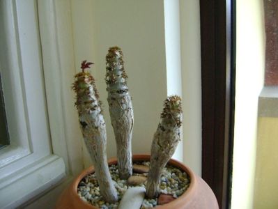Jatropha podagrica